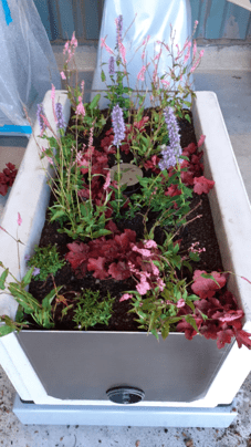 MINI RAINGARDEN type 5050 GREEN STAND ALONE